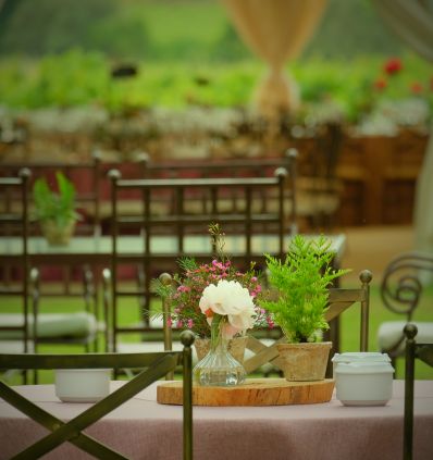Aperitivo Composición  Flores y Plantas