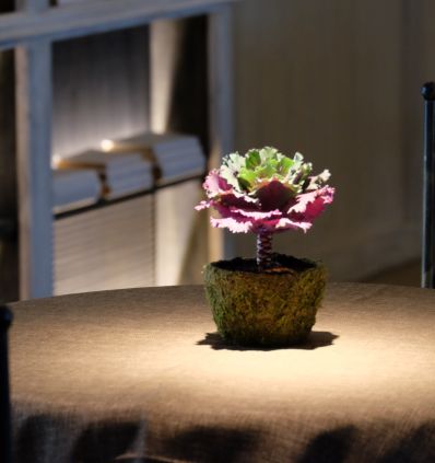 Brasica en Planta en una maceta de musgo