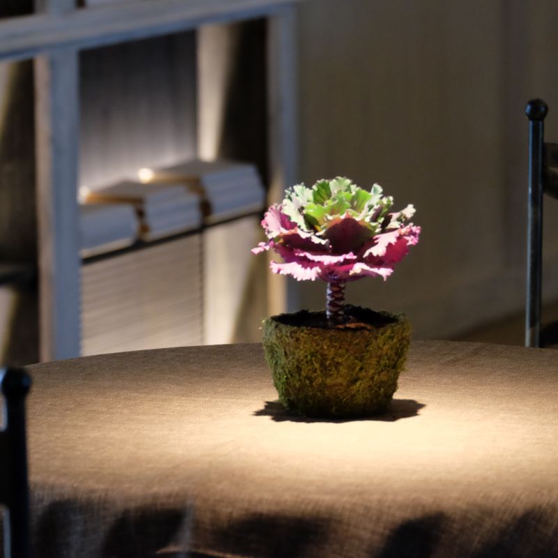 Brasica en Planta en una maceta de musgo