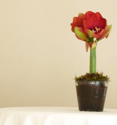 Amarilis en Planta