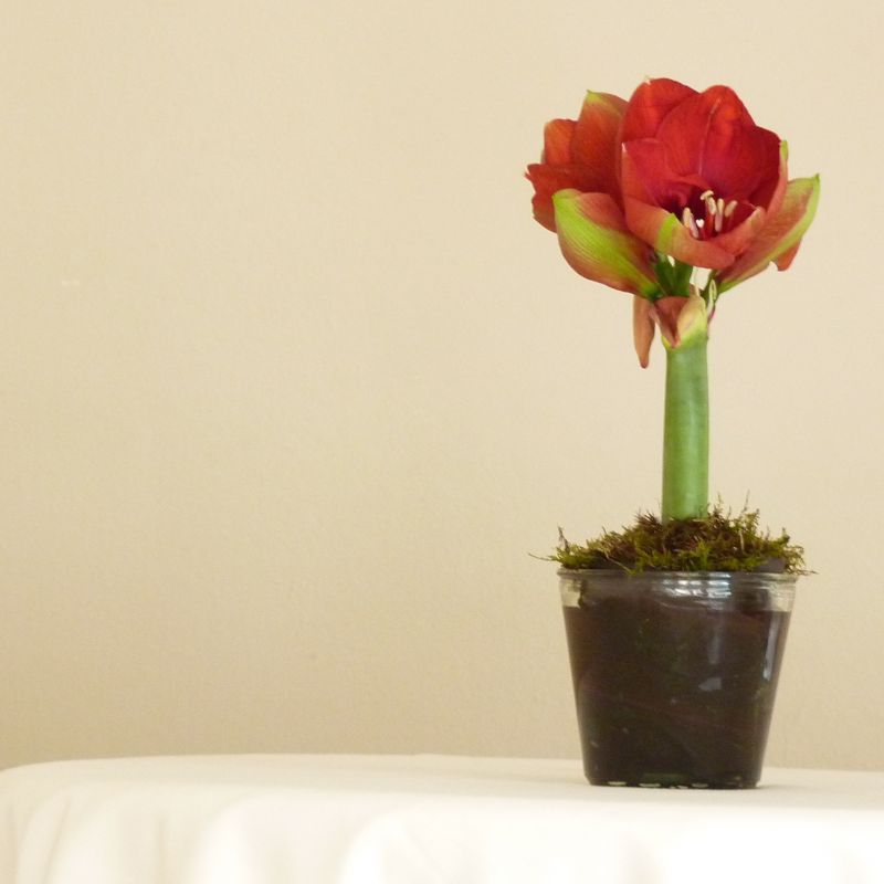 Amarilis en Planta