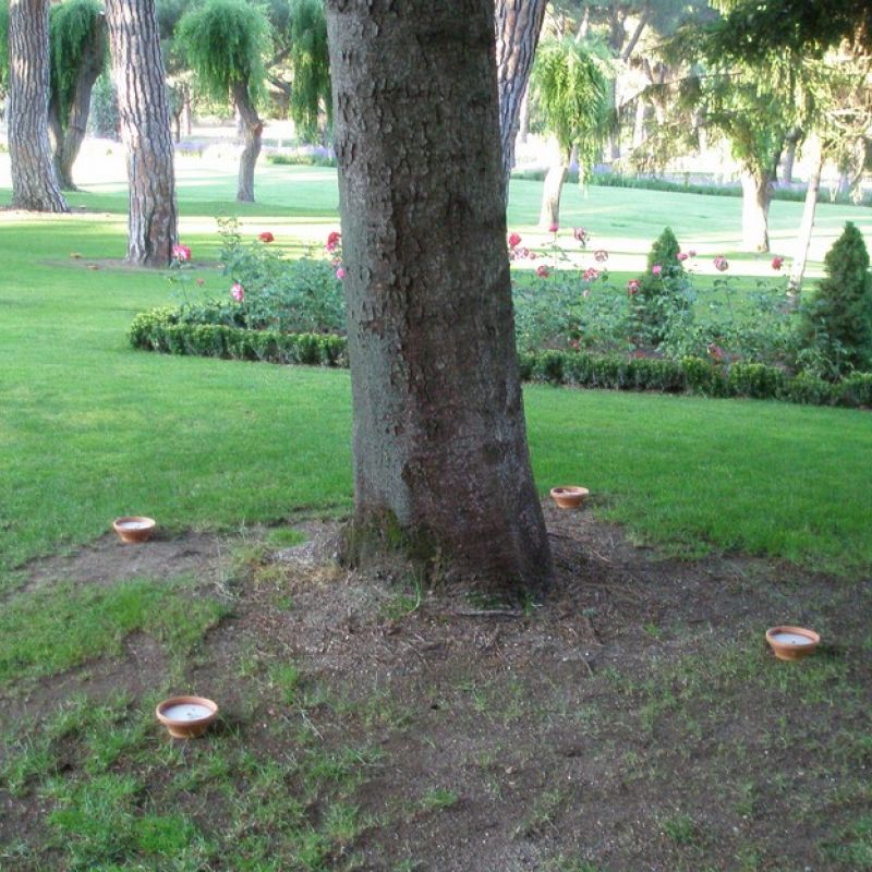 Velas en el jardin