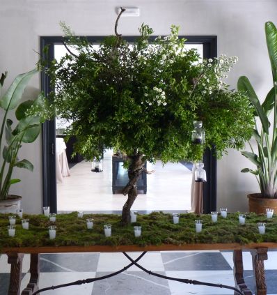 Árbol con musgo
