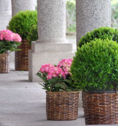 Boj y hortensia