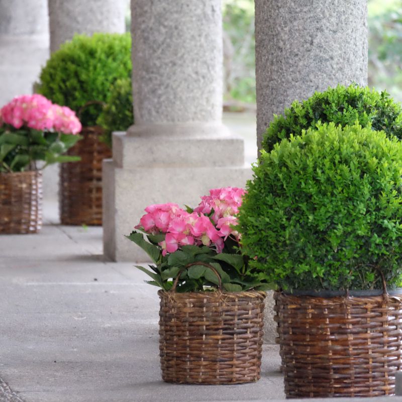 Boj y hortensia