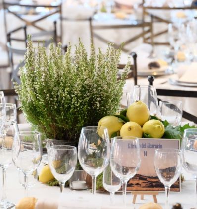 COMPOSICION de FRUTAS y PLANTAS